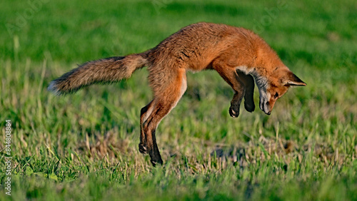 A red fox jumping to catch prey