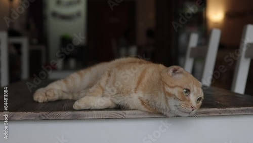 Felidae sitting on wooden chair on table, with fawn fur and whiskers