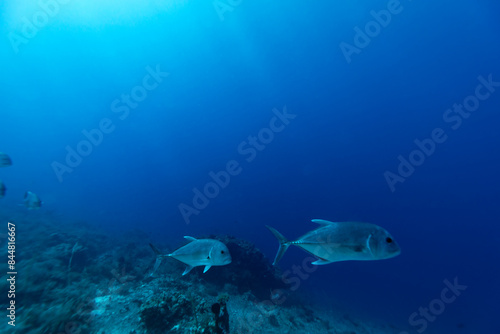 giant trevally, Caranx ignobilis, fish swims through clear blue waters on a tropical coral reef photo