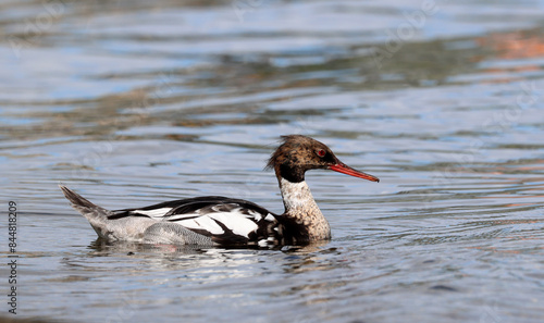 Photography Red-breasted merganser