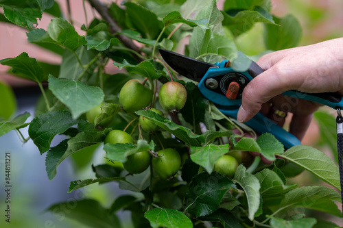 Thinning out apples of a apple tree in late spring. photo