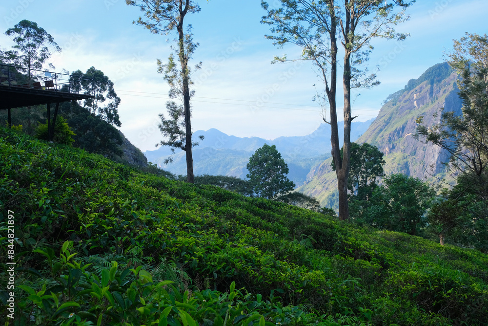 Tea leaves on bush in tea plantation. Close-up Tea with  Mountains on Background