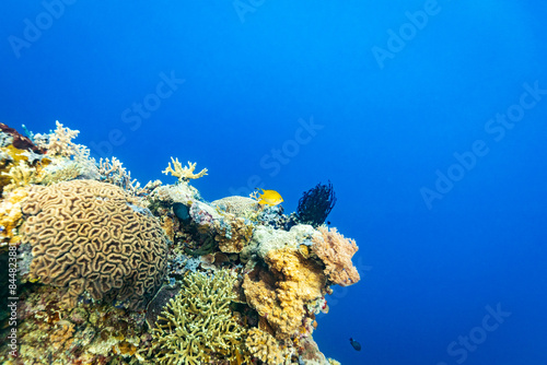 Fototapeta Naklejka Na Ścianę i Meble -  Healthy coral reef landscape with various hard corals