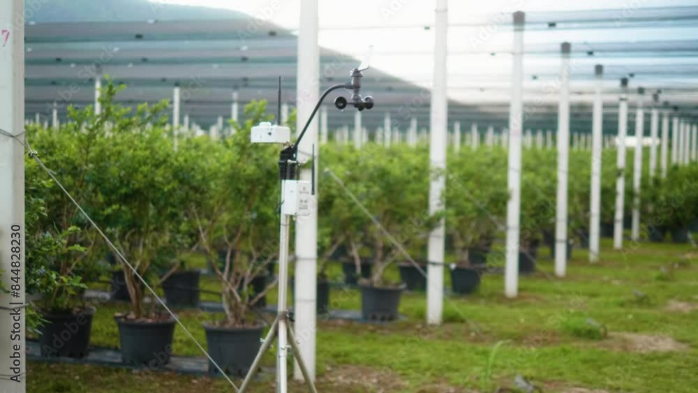 Weather monitor station on a blueberry plantation Weather monitor station on a blueberry plantation