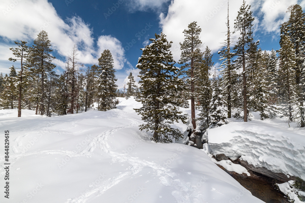 Stream and snowshoe tracks cut through snow covered redwood forest Stream and snowshoe tracks cut through snow covered redwood forest