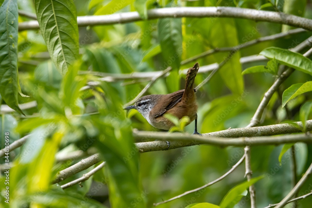 Fototapeta premium Grey breasted wood wren,Henicorhina leucophrys
