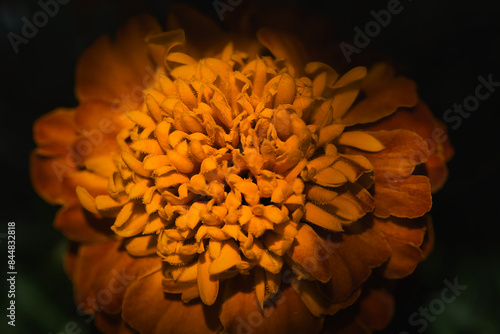 orange flower © Grzegorz