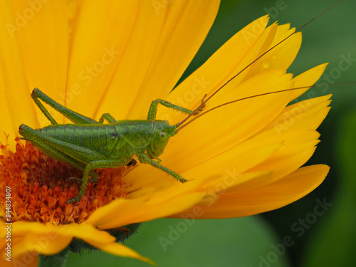 Wallpaper Mural Grüne Heuschrecke auf gelber Ringelblumenblüte Torontodigital.ca