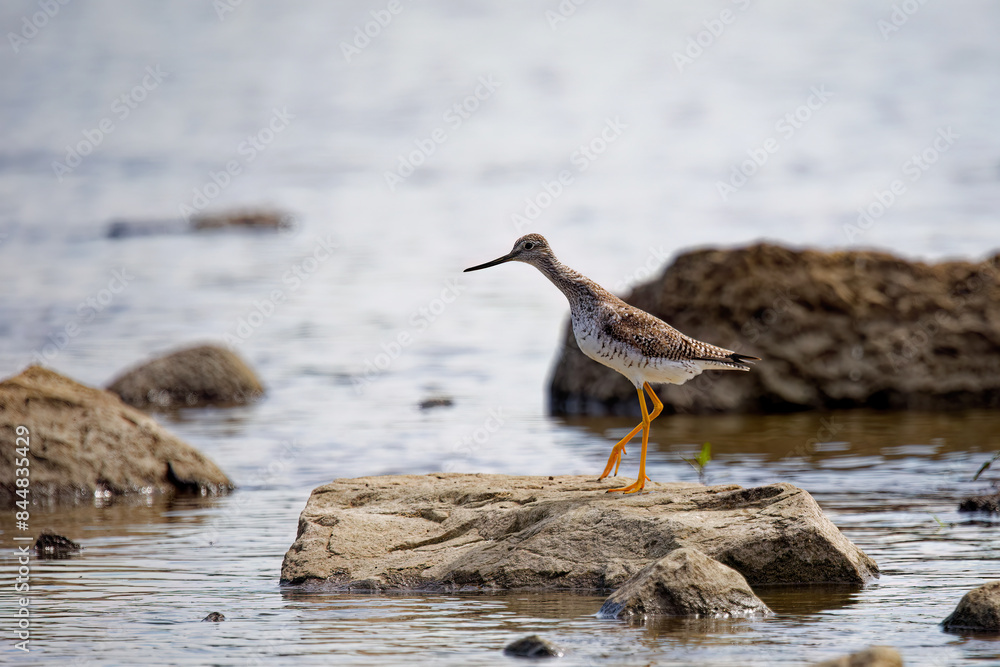 Greater Yellowlegs
(Tringa melanoleuca) on the river Greater Yellowlegs
(Tringa melanoleuca) on the river