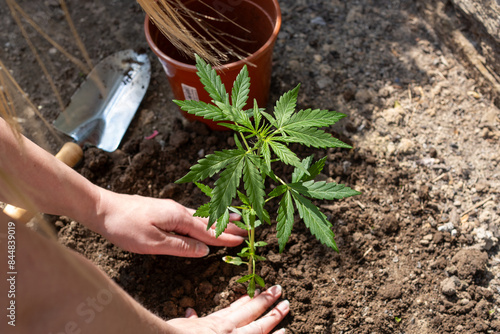 Cannabis Steckling wird eingepflanzt photo