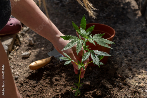 Cannabis Steckling wird eingepflanzt