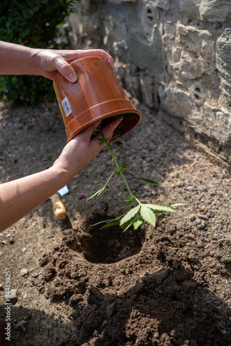 Frau nimmt Cannabis Pflanze aus einem Topf heraus um sie im Garten anzupflanzen photo