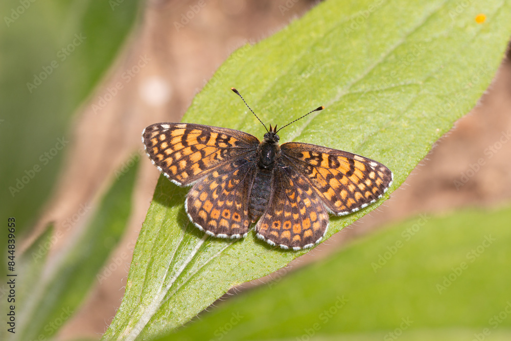 Fototapeta premium Wegerich-Scheckenfalter