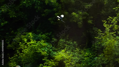 Flying magpie bird in the forest in slow motion camera. photo