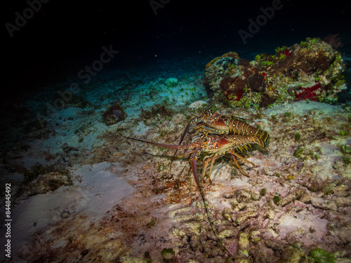 Caribbean spiny lobster (Panulirus argus) on a sandy bottom in Cozumel, Mexico.  Underwater photography and travel. photo