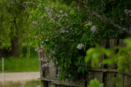 Lilac on a dilapidated fence