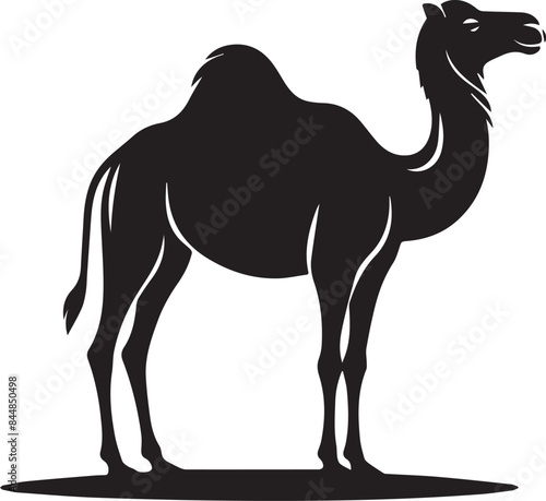 camel in desert illustration