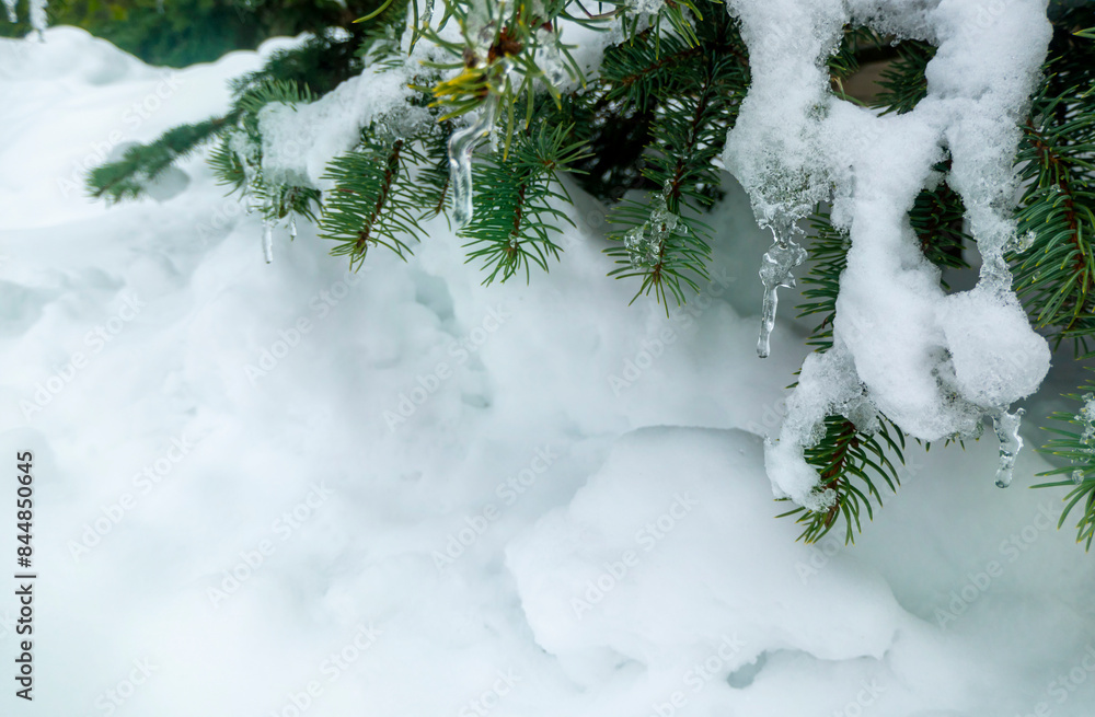 On a white background of snow. Green branches of the Christmas tree. frozen countryside scene in winter with snow. forest view, trees in ice