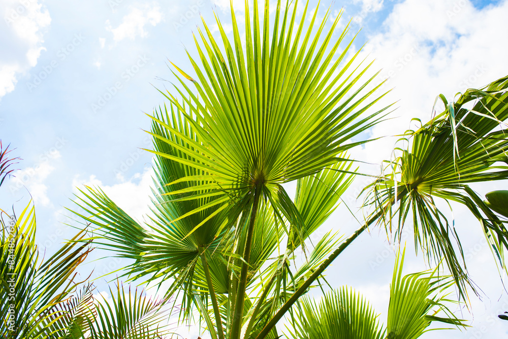 Fototapeta premium palm trees against a blue sky on a sunny day
