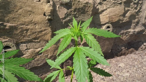 2 Cannabis Pflanzen Blätter wehen im Wind 