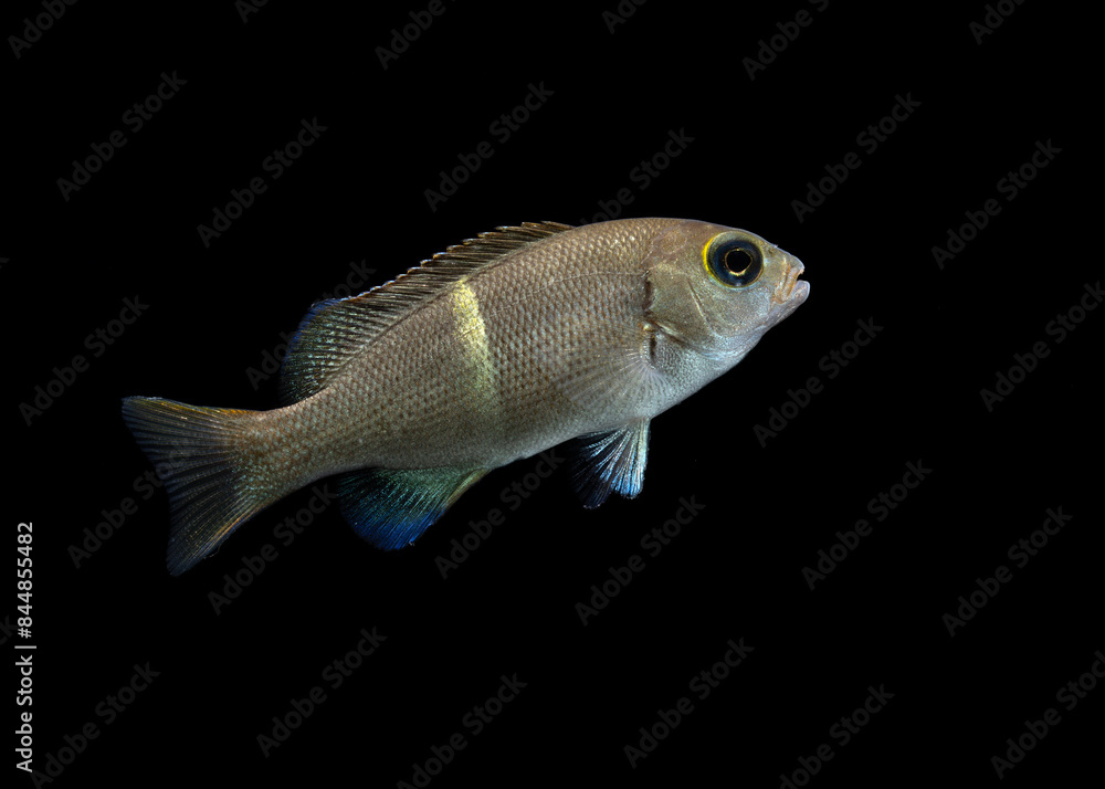 Yellowstriped blackfish (Girella mezina) juvenile Yellowstriped blackfish (Girella mezina) juvenile