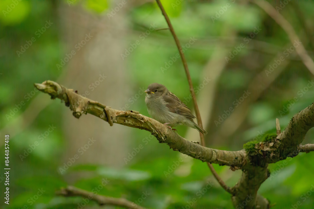 Young bird, chick. The Eurasian tree sparrow (Passer montanus) Young bird, chick. The Eurasian tree sparrow (Passer montanus)