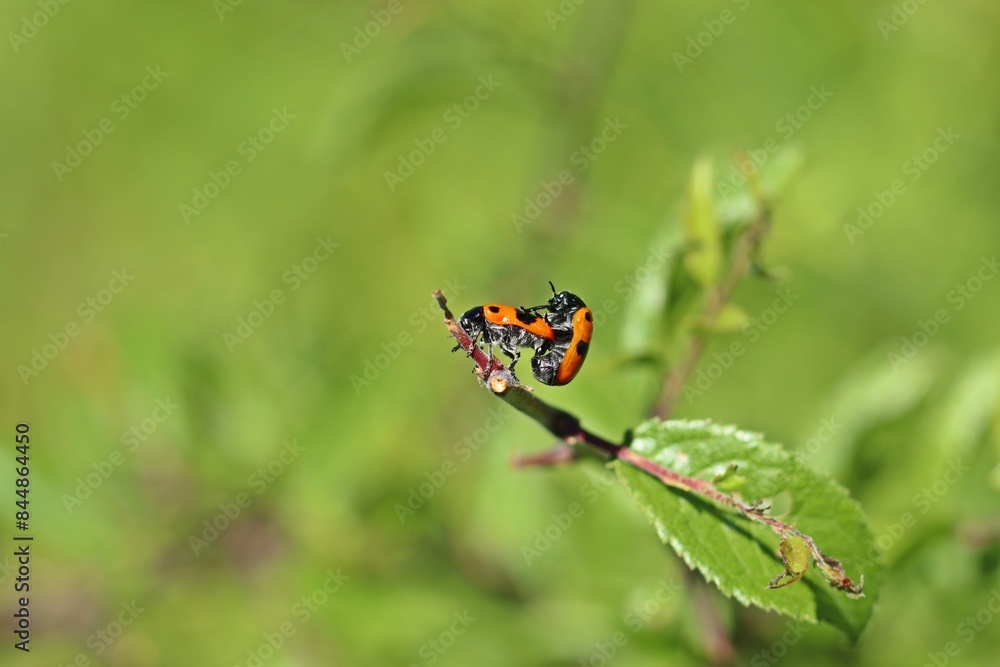 Ameisensackkäfer (Clytra laeviuscula) bei der Paarung Ameisensackkäfer (Clytra laeviuscula) bei der Paarung