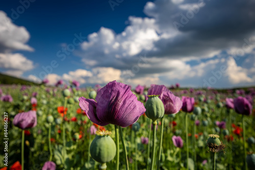 Blossom of purple poppy field against blue cloudy sky. Flowering Papaver with unripe seed heads at windy day. Maturing blue poppy flowers with pods in agriculture. Medical plants with straws.