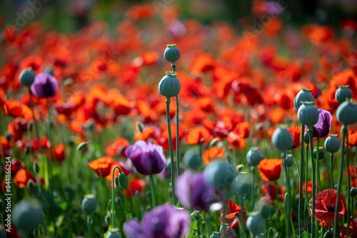 Blossom of purple poppy field against blue cloudy sky. Flowering Papaver with unripe seed heads at windy day. Maturing blue poppy flowers with pods in agriculture. Medical plants with straws. photo