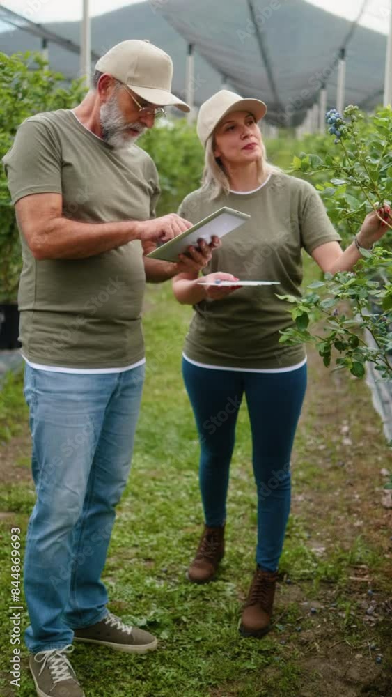Vertical shot of two greenhouse workers controlling the growth of organic blueberries using a tablet computer in the greenhouse. Vertical shot of two greenhouse workers controlling the growth of organic blueberries using a tablet computer in the greenhouse.