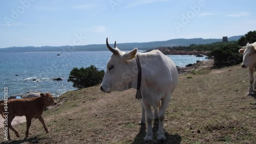 cows grazing freely countryside and sea environment photo