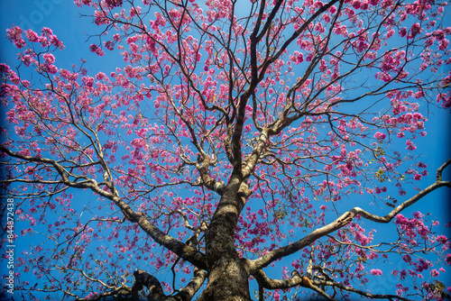 Handroanthus heptaphyllus. Close up of beautiful Pink Trumpet Tree , Tabebuia rosea in full bloom. Ipê rosa,pink ipê. photo