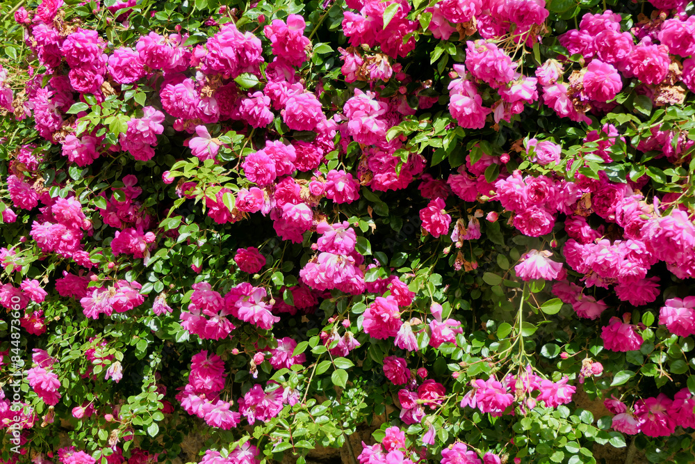 A beautiful display of deep pink climbing roses
A beautiful display of deep pink climbing roses