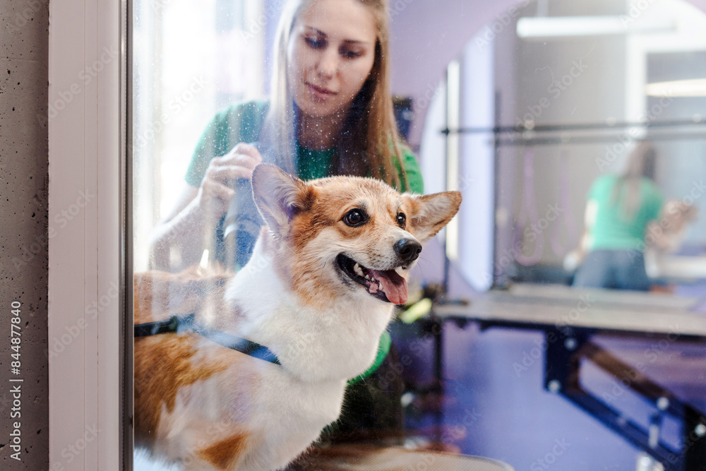Positive lady groomer blowing drying welsh corgi dog after washing in grooming salon Positive lady groomer blowing drying welsh corgi dog after washing in grooming salon
