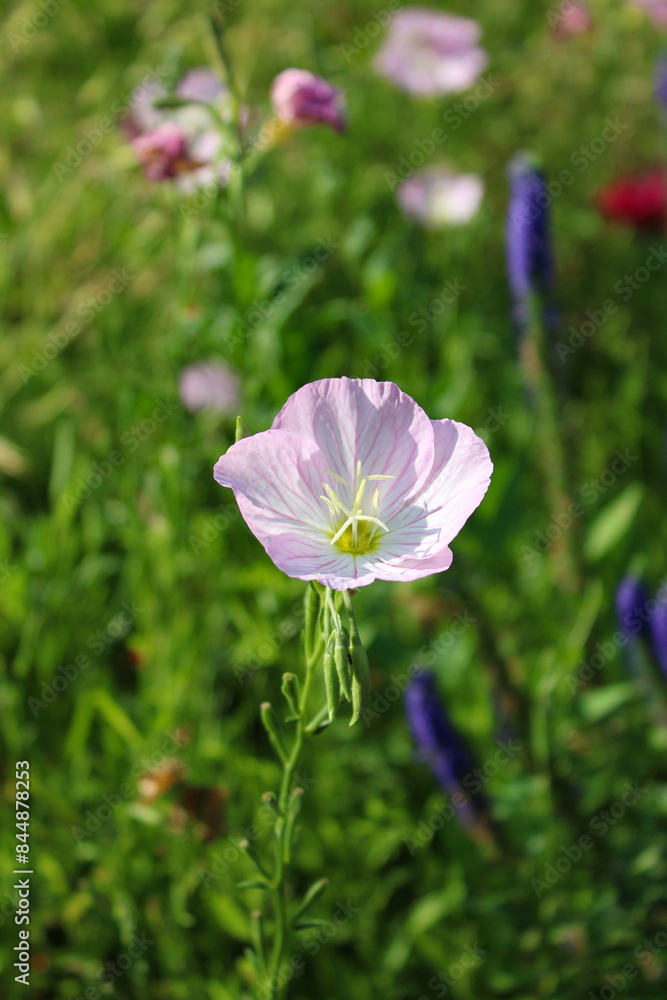 flower in the garden flower in the garden