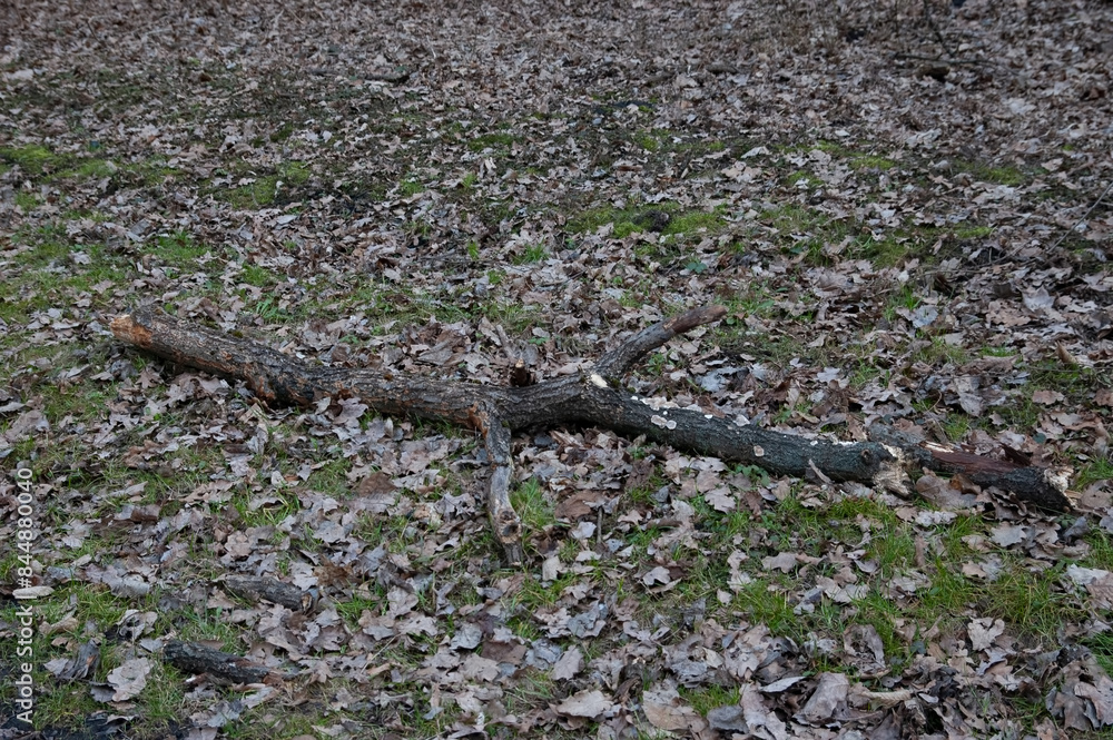 an old rotten branch lying among fallen leaves and fresh green grass. an old rotten branch lying among fallen leaves and fresh green grass.