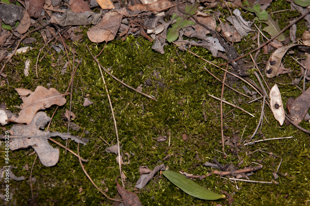 green moss covered with dry needles and leaves green moss covered with dry needles and leaves