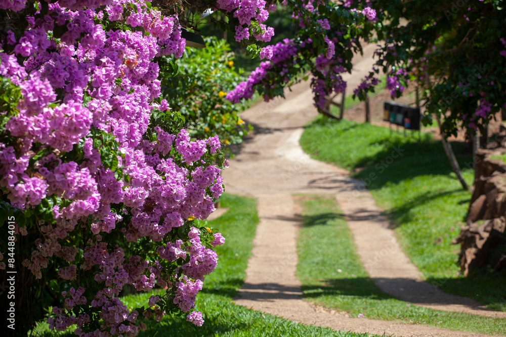 Obraz premium path in the garden