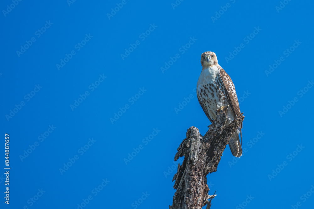 Red tailed hawk. Red tailed hawk.