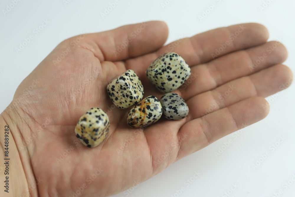 Hand holding dalmatian jasper tumbled stones. Hand is holding several pieces of dalmatian jasper, showing the variation in the appearance of the stones Hand holding dalmatian jasper tumbled stones. Hand is holding several pieces of dalmatian jasper, showing the variation in the appearance of the stones