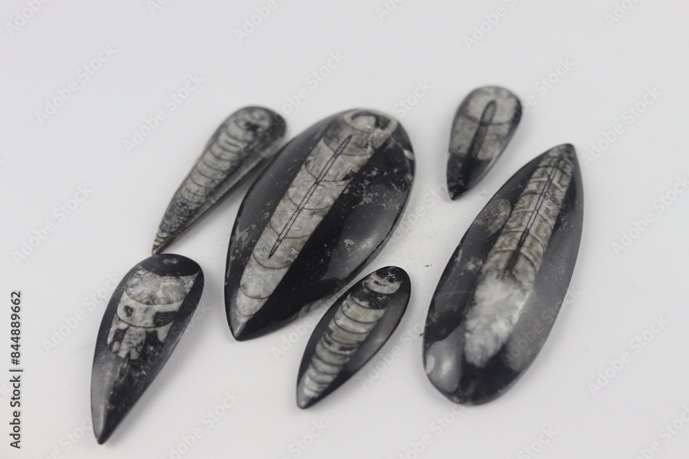 Orthoceras fossils in a hand. Invertebrate that belongs to the Phylum Mollusca. Orthoceras fossils in a hand. Invertebrate that belongs to the Phylum Mollusca.