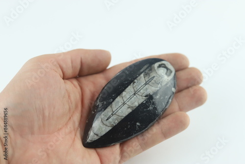 Φωτογραφία Orthoceras fossils in a hand