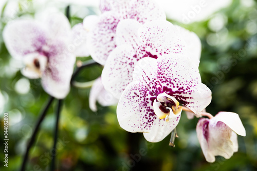 pink orchid flower photo