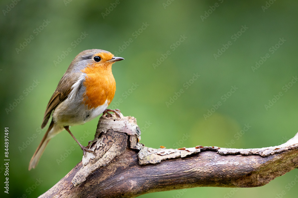 European Robin (Erithacus rubecula) in summer. Perched on a branch with a natural green foliage background. UK European Robin (Erithacus rubecula) in summer. Perched on a branch with a natural green foliage background. UK