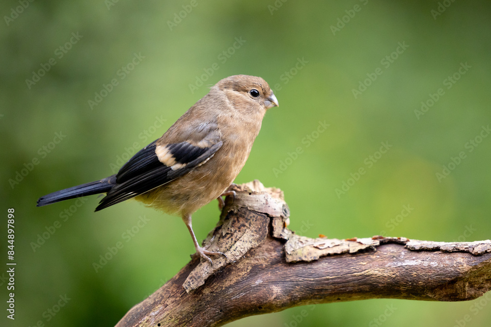 Naklejka premium Young Juvenile Eurasian Bullfinch (Pyrrhula pyrrhula) perched on a branch with a dappled green foliage background.