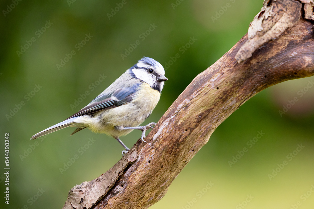 Obraz premium Blue Tit (Cyanistes caeruleus) perched on a thick branch in Summer - Yorkshire, UK 