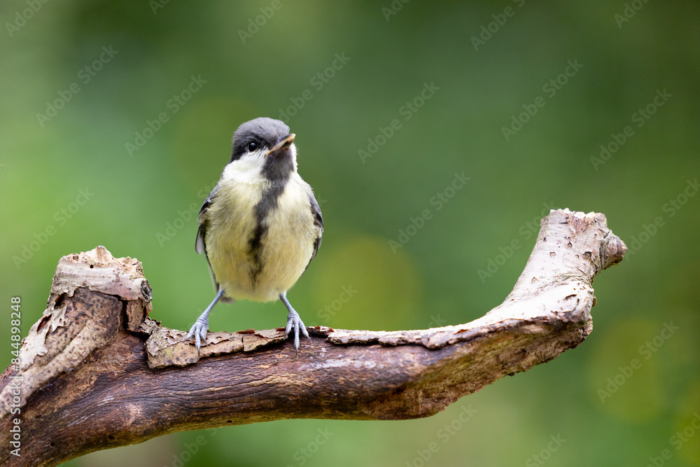 Young Great Tit (Parus Major) posing on a branch in British back garden in Summer. UK. Green background. Young Great Tit (Parus Major) posing on a branch in British back garden in Summer. UK. Green background.
