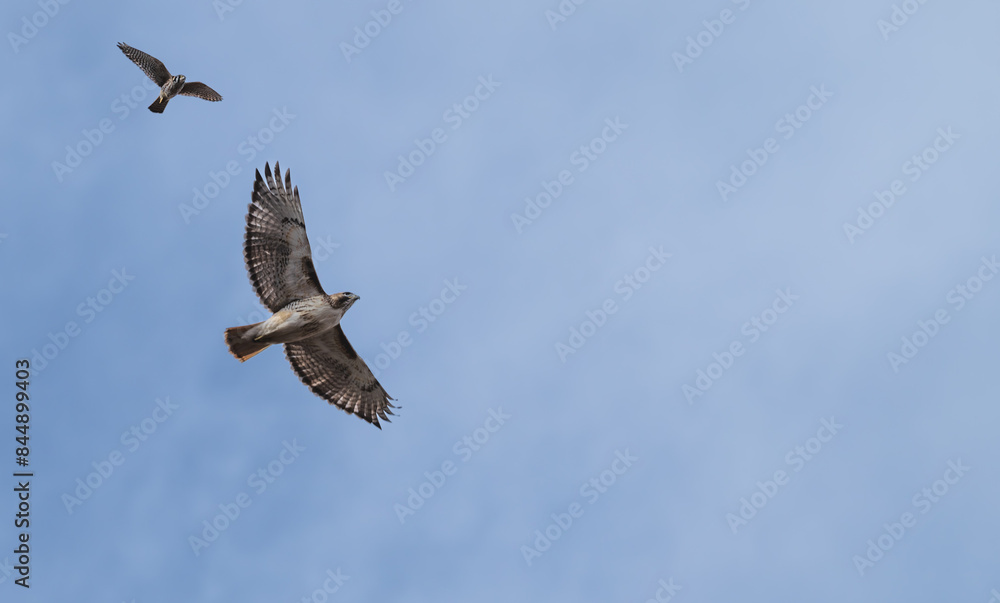 American kestrel chasing a red-tailed hawk. American kestrel chasing a red-tailed hawk.
