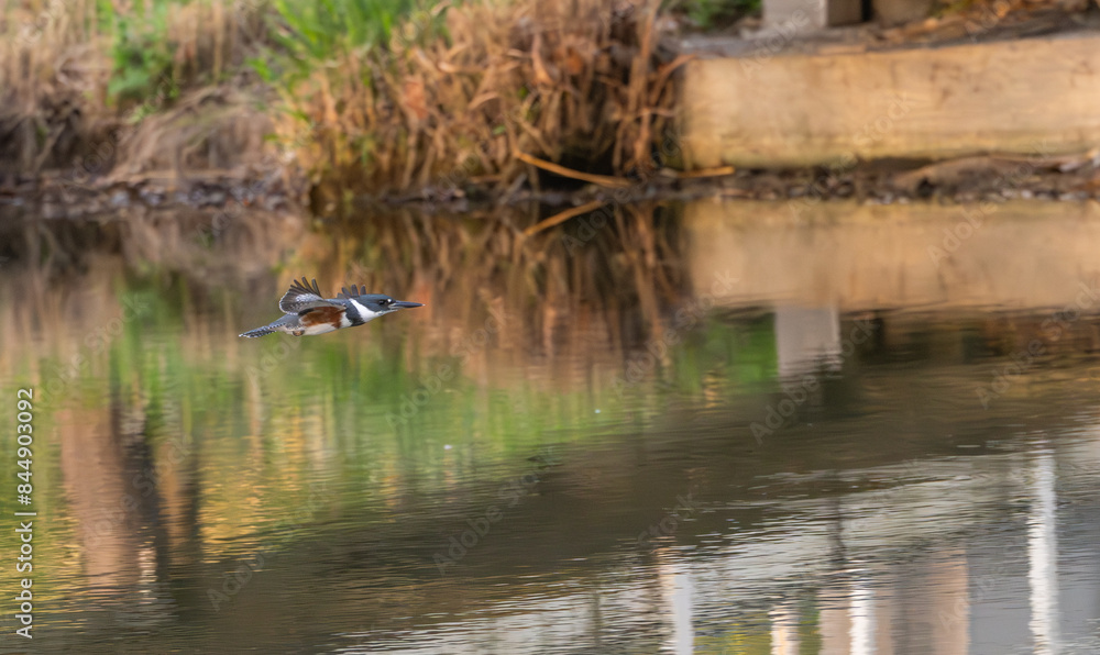 Obraz premium Belted kingfisher. 