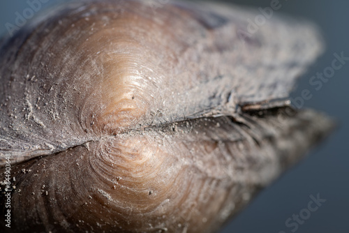 Close-up and texture of the shell of a common river mussel (unio crassus), a large mussel that lives in flowing fresh water. There are grains of sand on the shell.